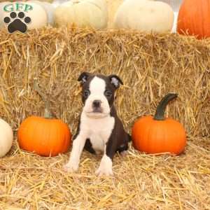 Jakey, Boston Terrier Puppy